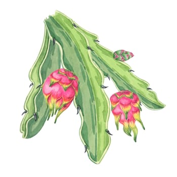 Pitahaya watercolor clipart featuring two pink dragon fruits growing on green succulent leaves, along with small cactus buds. Ideal for food-related designs, digital art, and botanical illustrations