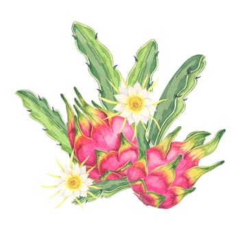 Dragon fruit watercolor clipart featuring two whole pink fruits with green cactus leaves and flowers, highlighting their vibrant color. Ideal for use in food blogs, kitchen decor, and botanical prints
