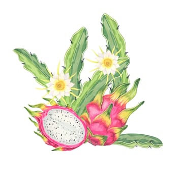 Dragon fruit watercolor clipart featuring a whole fruit with green cactus leaves, along with delicate yellow flowers. Ideal for food-related designs, digital art, and botanical illustrations
