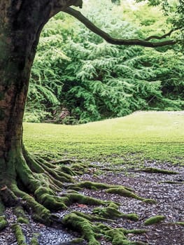 A majestic tree with expansive roots covered in vibrant green moss stands prominently. The background features a lush carpet of grass and a dense forest, creating a tranquil atmosphere.