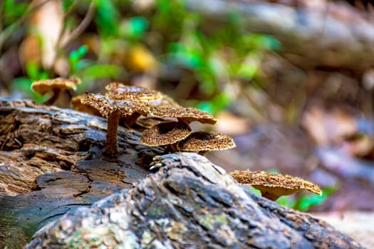 Some mushrooms sprouting on the trunk of a fallen tree in the middle of the tropical forest in Minas Gerais, Brazil