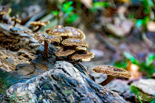 Mushrooms sprouting on the trunk of a fallen tree in the middle of the tropical forest in Minas Gerais, Brazil