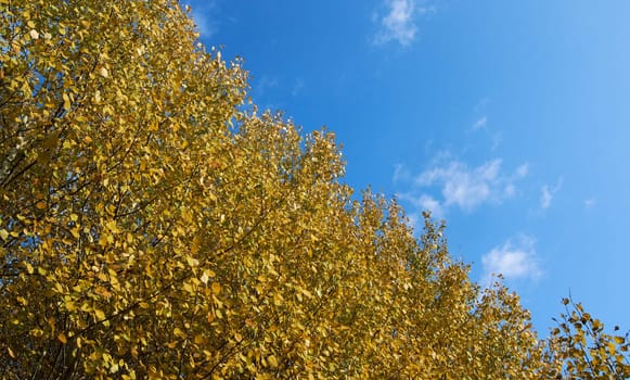 Texture of yellow autumn leaves against the blue sky