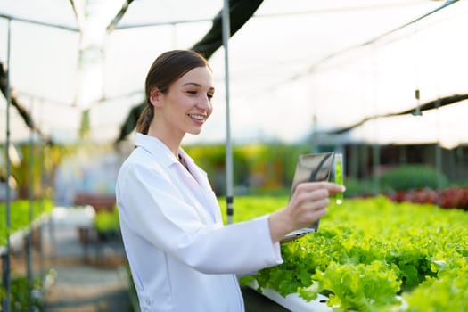 Woman Farmer harvesting vegetable and audit quality from hydroponics farm. Organic fresh vegetable, Farmer working with hydroponic vegetables garden harvesting, small business concepts