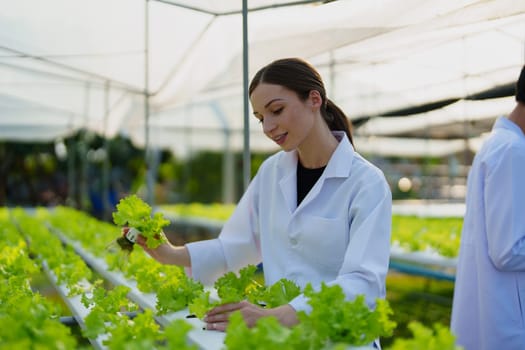 Woman Farmer harvesting vegetable and audit quality from hydroponics farm. Organic fresh vegetable, Farmer working with hydroponic vegetables garden harvesting, small business concepts