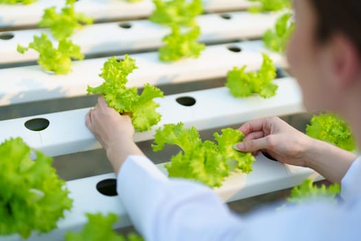 Woman Farmer harvesting vegetable and audit quality from hydroponics farm. Organic fresh vegetable, Farmer working with hydroponic vegetables garden harvesting, small business concepts