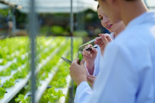 Woman Farmer harvesting vegetable and audit quality from hydroponics farm. Organic fresh vegetable, Farmer working with hydroponic vegetables garden harvesting, small business concepts