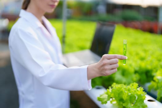 Woman Farmer harvesting vegetable and audit quality from hydroponics farm. Organic fresh vegetable, Farmer working with hydroponic vegetables garden harvesting, small business concepts