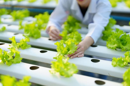 Woman Farmer harvesting vegetable and audit quality from hydroponics farm. Organic fresh vegetable, Farmer working with hydroponic vegetables garden harvesting, small business concepts