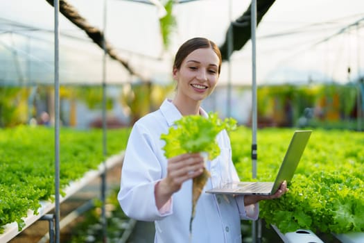 Woman Farmer harvesting vegetable and audit quality from hydroponics farm. Organic fresh vegetable, Farmer working with hydroponic vegetables garden harvesting, small business concepts