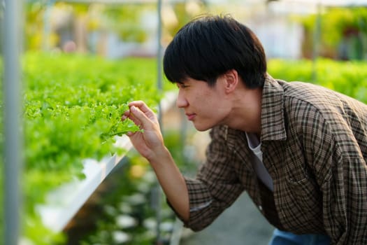 man Farmer harvesting vegetable from hydroponics farm. Organic fresh vegetable, Farmer working with hydroponic vegetables garden