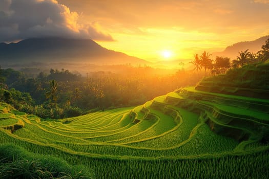 The beauty of rice fields on the mountain slope at sunset. Rice harvest.