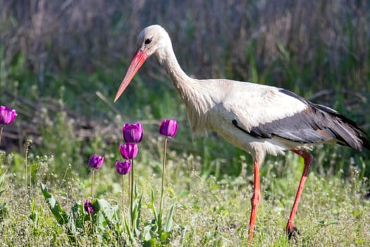 A stork examines spring tulips , wildlife bird