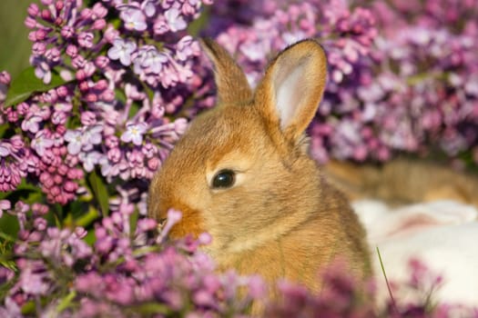 beautiful rabbit close-up portrait surrounded by spring flowers , holidays, spring, colorful