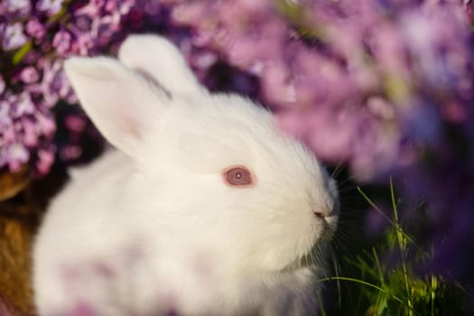 beautiful white rabbit close-up portrait surrounded by spring flowers , holidays, spring, colorful