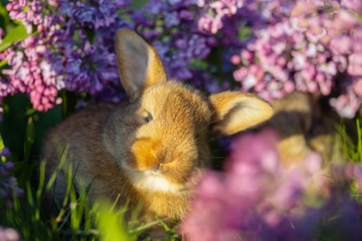 bunny with cute ears surrounded by spring flowers , holidays, spring, colorful