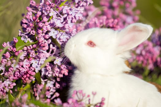 easter white bunny sniffing flowers , holidays, spring, colorful