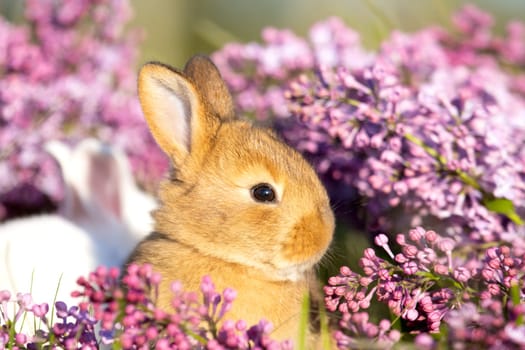 Easter bunny sitting among flowers , holidays, spring, colorful