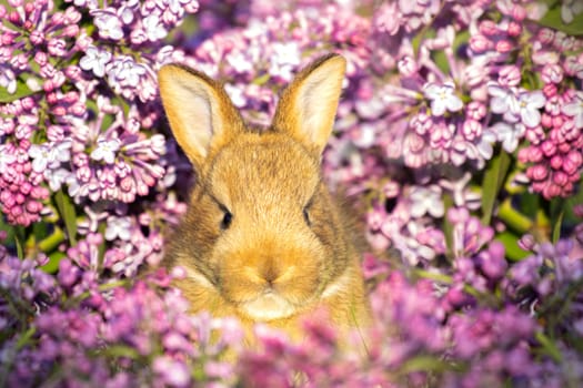 ginger rabbit surrounded by spring flowers , holidays, spring, colorful