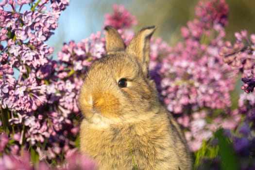 proud rabbit sits against the background of lilac flowers , holidays, spring, colorful