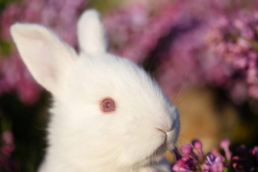 rabbit face on a background of flowers , holidays, spring, colorful