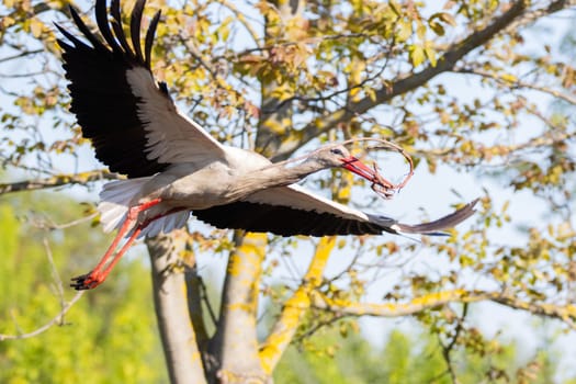 stork carries branches for a nest in its beak in flight , wildlife bird
