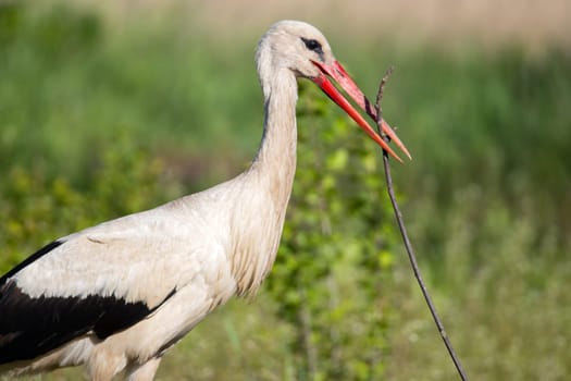 stork holds a nest in its beak to create a nest , wildlife bird
