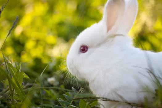 white rabbit sitting in green spring grass , holidays, spring, colorful
