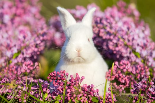 white rabbit surrounded by spring flowers , holidays, spring, colorful