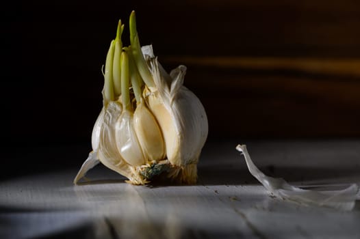 A garlic bulb with fresh green shoots stands prominently, illuminated by soft light in a rustic environment.