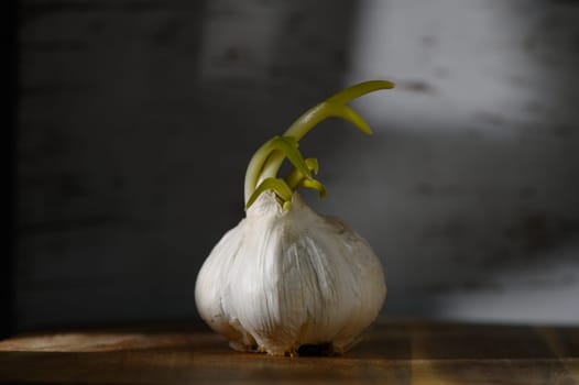 Fresh garlic bulb exhibits vibrant green sprouts, beautifully lit by warm sunset rays in a rustic kitchen setting.
