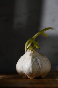 A garlic bulb, sprouting bright green shoots, sits on a wooden surface, illuminated by gentle light in a tranquil space.
