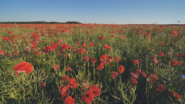 Vibrant red poppy field spreading across rolling countryside, catching sunlight under azure summer sky