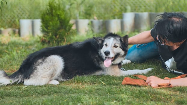 Alaskan malamute lying peacefully on grass, receiving gentle pets from owner during calm outdoor bonding moment