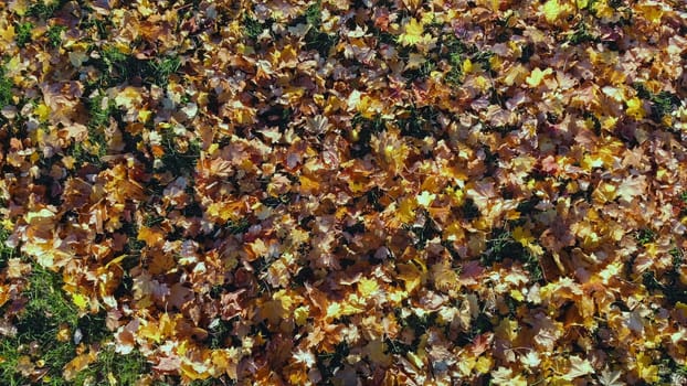 Colorful fallen leaves blanketing grassy park ground, sunlight illuminating rich autumn hues and natural seasonal landscape
