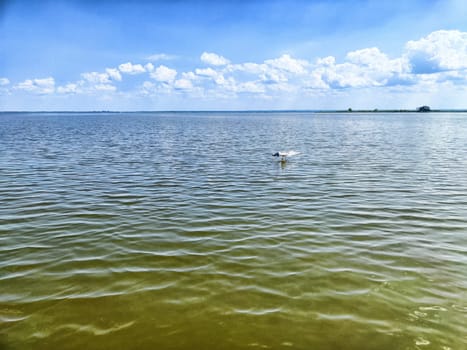 A serene body of water reflects fluffy clouds while a solitary bird swims peacefully in the distance.