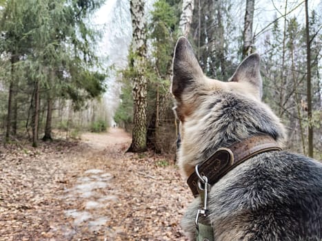 Dog German Shepherd in winter day, white snow and tree around. Waiting eastern European dog veo in park or forest