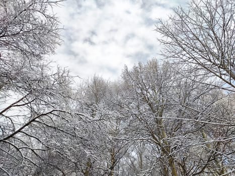 A serene winter afternoon features trees clad in snow against a backdrop of grey clouds, creating a tranquil atmosphere.