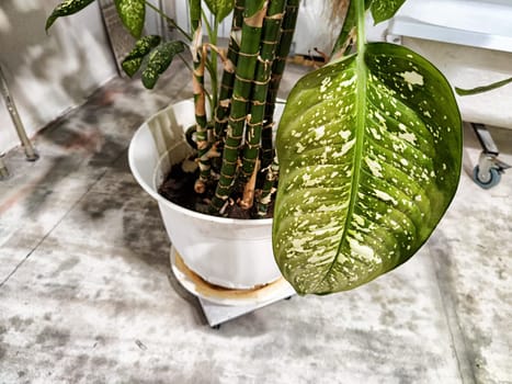 Dieffenbachia plant in a pot on a stool by the window. Retro interior in light colors. Background with plant with green leaves and fabric