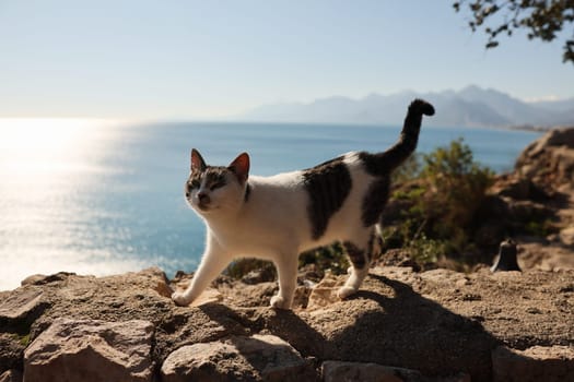 A playful and curious cat strolls leisurely along a rocky edge, with a stunning coastal backdrop visible behind it