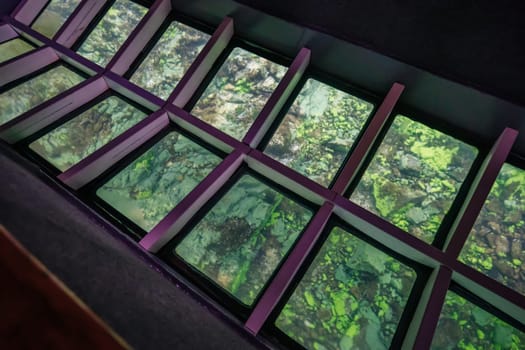 Glass bottom boat revealing rocky seafloor covered with swaying green algae through transparent panels