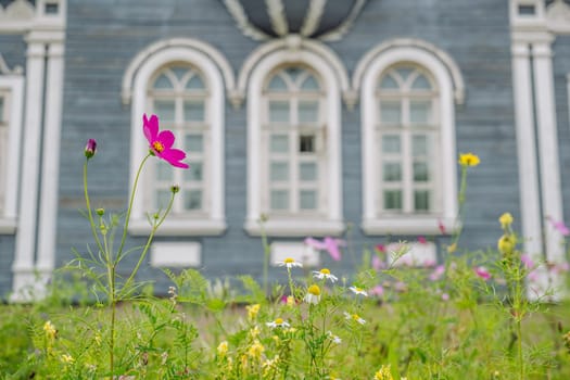 Pink cosmos and white chamomile flowers are growing in a field in front of a traditional russian wooden house with arched windows