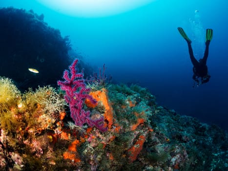 unrecognizable scuba diver in wetsuit diving near of rocky formation with surface covered with seaweed and colorful coral in deep blue sea with clear water, concept of nature and underwater adventure