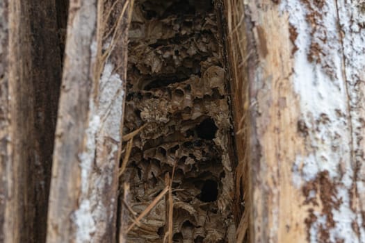 abandoned hornets nest in tree trunk.