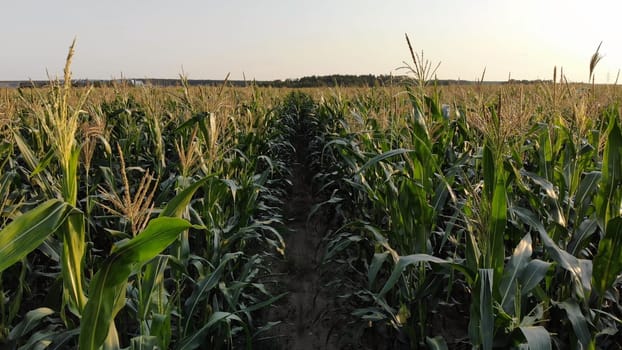 Corn young field. Seedlings planted in a row