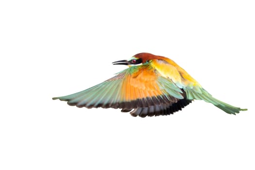 A vibrant beeeater bird is soaring gracefully against a pure white background, showcasing its vivid colors