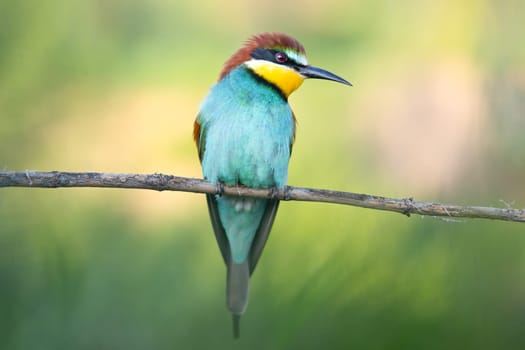 A colorful bird rests on a branch, showcasing its plumage and features, adding charm to the serene environment