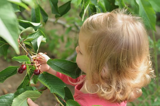 Girl eating red cherries from the tree branches