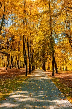 Autumn colors - fall in park with yellow leaves foliage trees