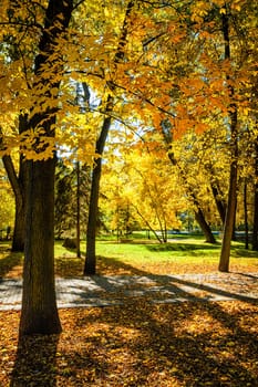 Autumn colors - fall in park with yellow leaves foliage trees